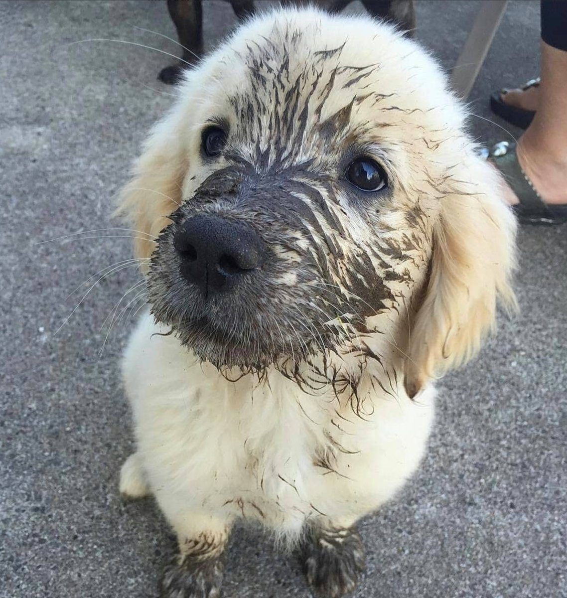 GoldretrieverUS's tweet photo. Good Morning from the Golden Retriever Channel.  You said to go outies.  I was a good girl.  The mud?   
The Kat did this to me.😹

(Olive_toparty IG)  #Dogs #Cats #Muddy https://t.co/99DMFFVm96