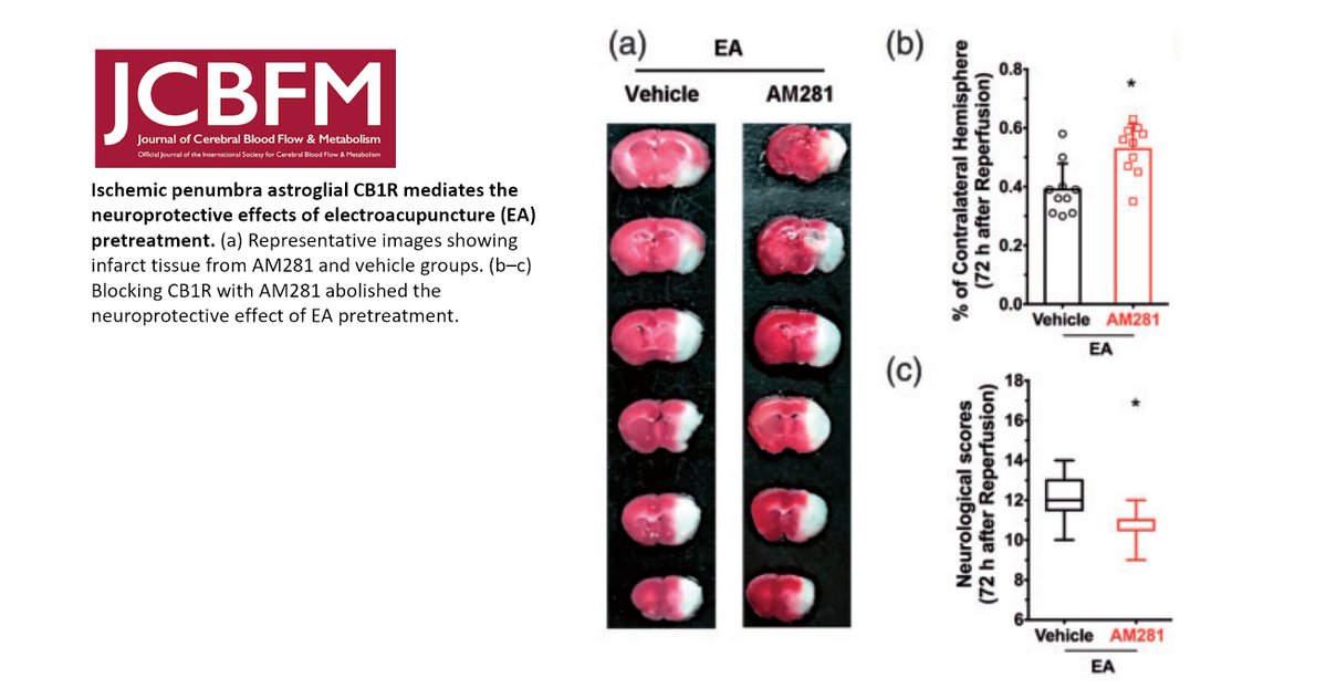 PreuvesAcup's tweet photo. 🐀Acupuncture expérimentale 🇨🇳🇨🇦
📰J Cereb Blood Flow Metab (IF 𝟲.𝟮)
Ischémie cérébrale [souris]. Effet neuroprotecteur de l'acupuncture. ↗endocannabinoïdes ▶activation récepteurs CBR1 astrocytaires [pénombre ischémique] ↗glutamate extracellulaire.

https://t.co/uKV7kDML65🔓 https://t.co/ehcZrWUsQf