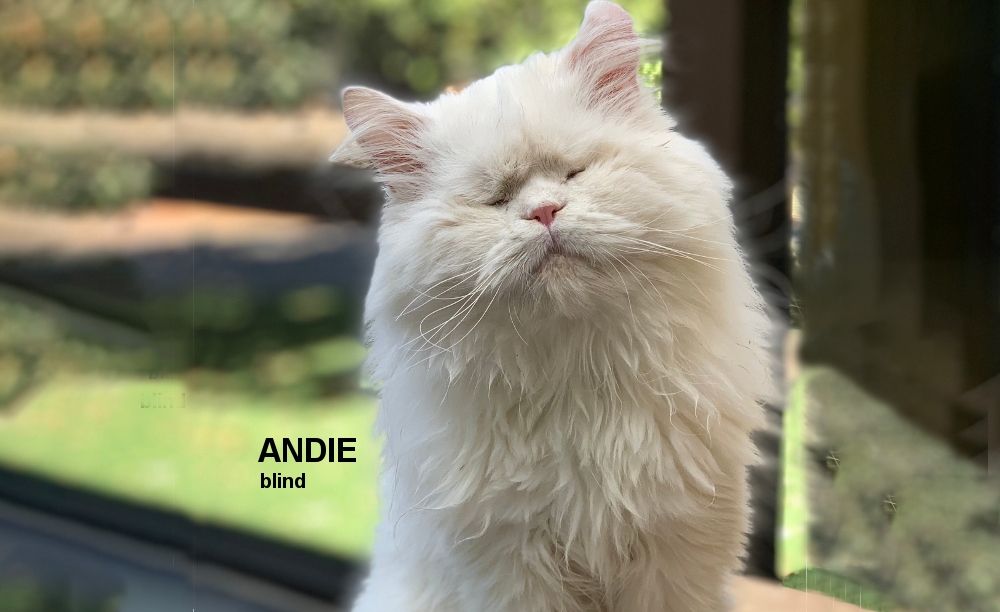 MoetBlindCat's tweet photo. FOR THOSE WHO PREFER TO DONATE BY PAYPAL, YOU CAN SEND TO: eshotter@mail.com

We chose GoFundMe because people can see what has been raised, but we promise to give PayPal updates too if that's easier for you to donate to. 

THANK YOU ❤️❤️❤️

#BringAndieHome https://t.co/RwWUk9kSJa