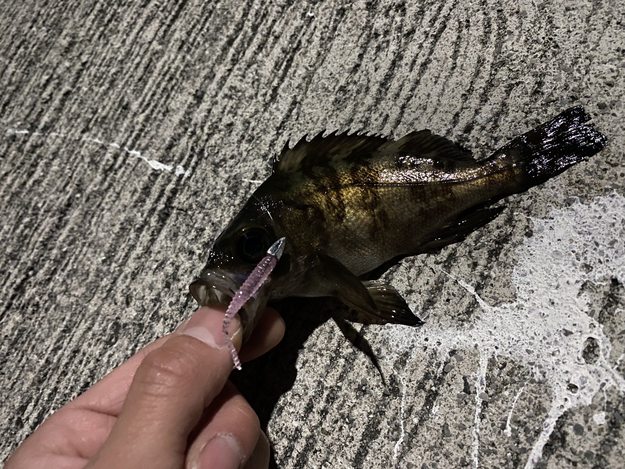 ちょうらく ダイソーワームにダイソージグヘッド普通に釣れます コスパ最強 ダイソー ダイソーワーム メバル アジング カサゴ T Co X3asde8vhj Twitter