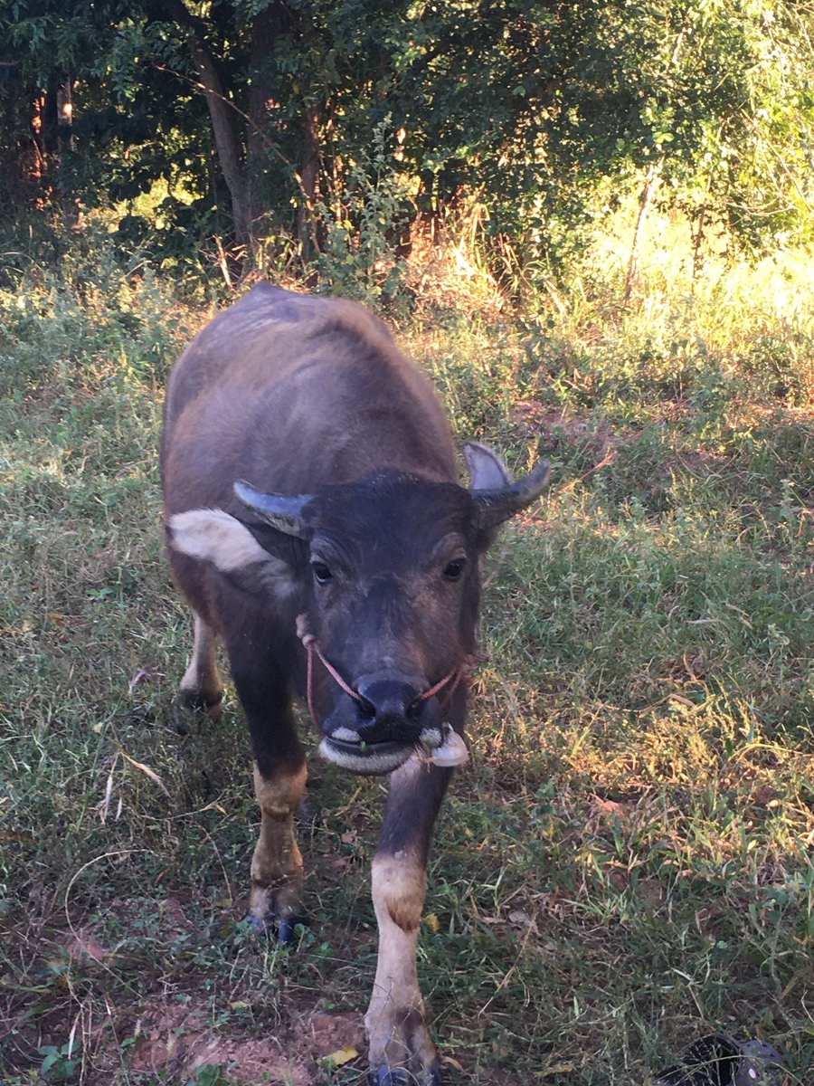 Theetha13's tweet image. ทุกคนนนนนนฮรืออออออวันนี้เราไปย้ายควายมากำลังถอนหลักมันมันเดินมาเหยียบตีนเราอ่าาาาาฮรือออออออ เพชรเฉ่บ อิควายดอกทอง ดูหน้ามันไว้นะคะสักวันมันจะกลายเป็นเนื้อแห้งตากแดดเค็มๆ #StanbaseTaylorSwift