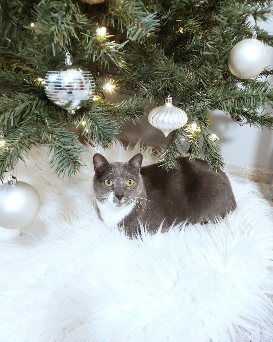 tidbitsoftiff's tweet photo. It's not the Christmas season without a cat under the tree. 🥰🎄🐈

Avery and Bentley both enjoy laying under the tree. They don't attack the tree but Avery does chew on the branches (we have a fake tree due to this!) I tried the bitter apple spray in the past on the tree a https://t.co/NVU49ySmuk