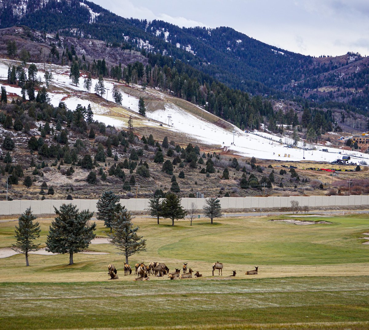justzahm's tweet photo. Gathering in an open green golf course and looking at resort. It's like the Elk know that snow is on the way!
❄️🌨🦌
#herecomesthesnow #beUtahful #skiutah #rideutah #elk https://t.co/AJsrbnycUe