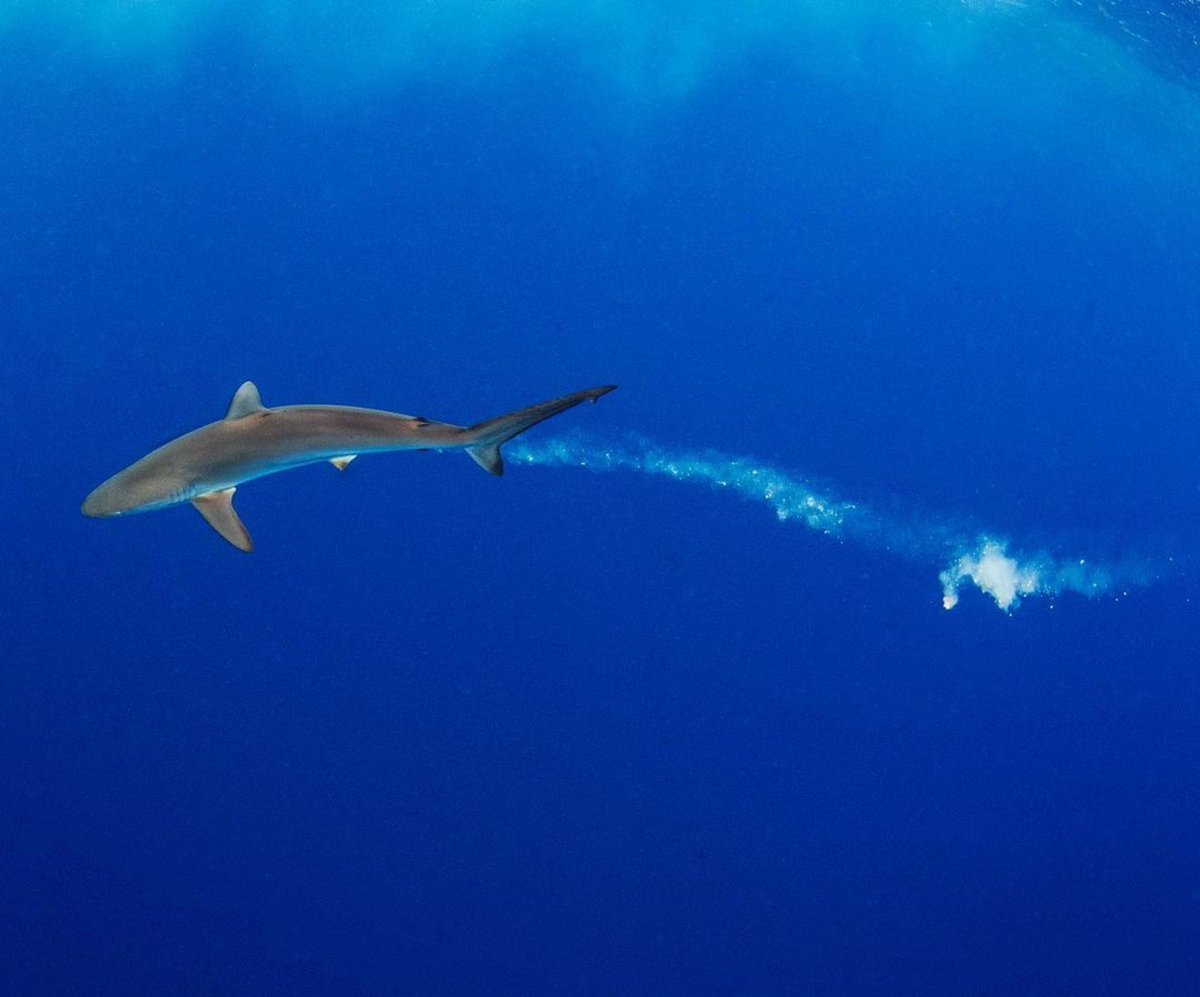 savingtheblue's tweet photo. A silky shark caught in a not so flattering situation 🙈
〰〰〰
📸: @annieguttridge
#shark #sharks #silkyshark #sharkpoop #funny #wildlife #wildlifewednesday #sharkdive #sharkdiving #saltlife #sealife https://t.co/9Wr9ZcVBY8