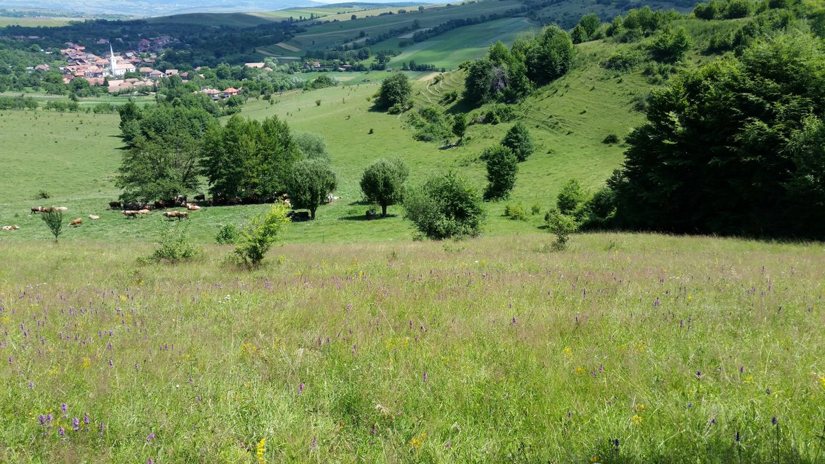 HerbertNickel's tweet photo. The beautiful common #pasture of Forteni, #Transsylvania. It is one of the most colourful #grasslands I have ever seen. In Western Europe we are trying to conserve relic patches and last trees of that pre-industrial landscape, but the functional matrix with grazers is gone. https://t.co/5b0iRrirUw