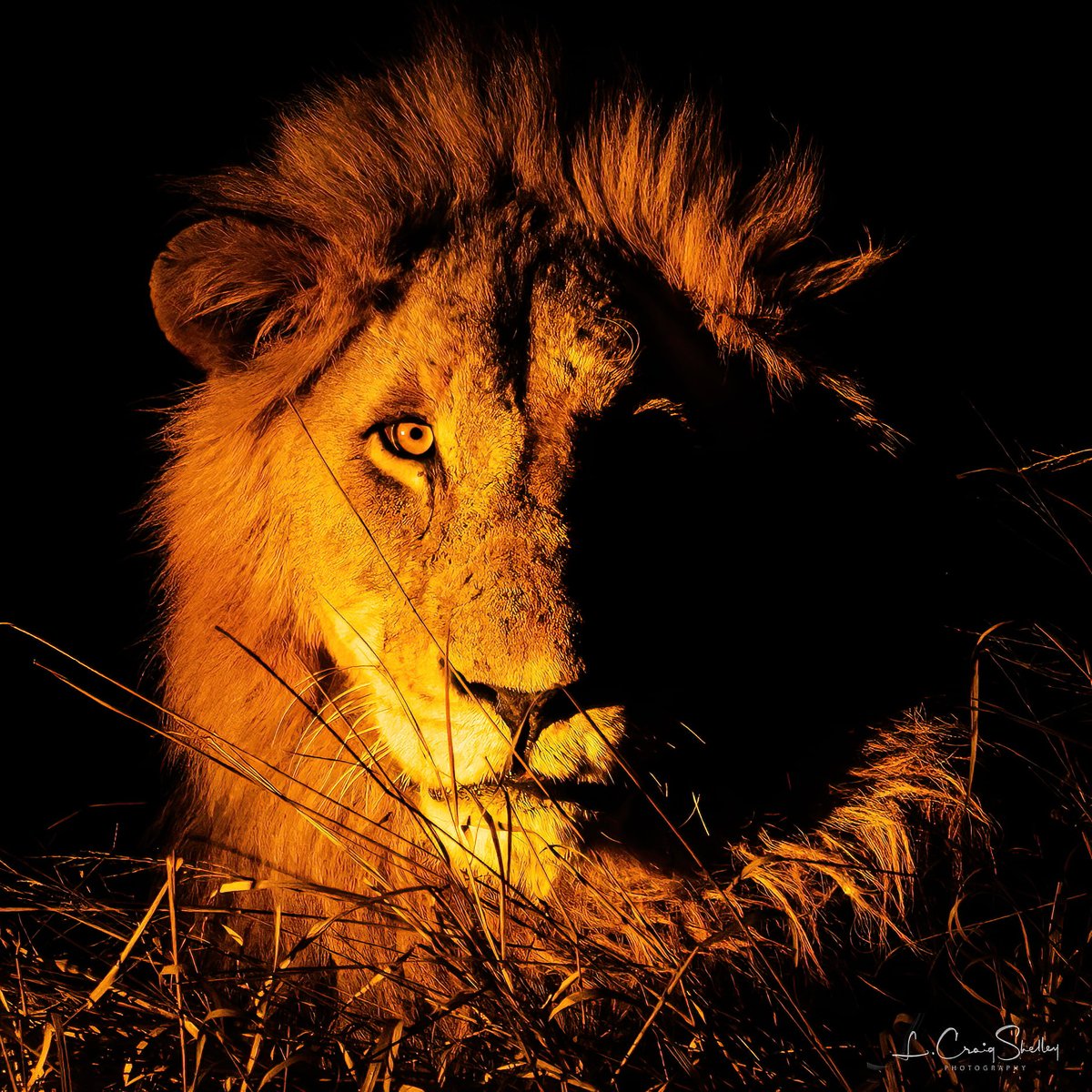 EndangeredMints's tweet photo. 🎶On the fifth day before release, Endangered Mints tweeted with glee: One Golden King!🎶
Okay that was kind of cheesy. I think the picture makes up for it though.👑💍🎄
#LionKing #Christmas #Conservation #NFTs #PhotographyRedefined #Big5 #Safari https://t.co/Ja8jSx4OJV