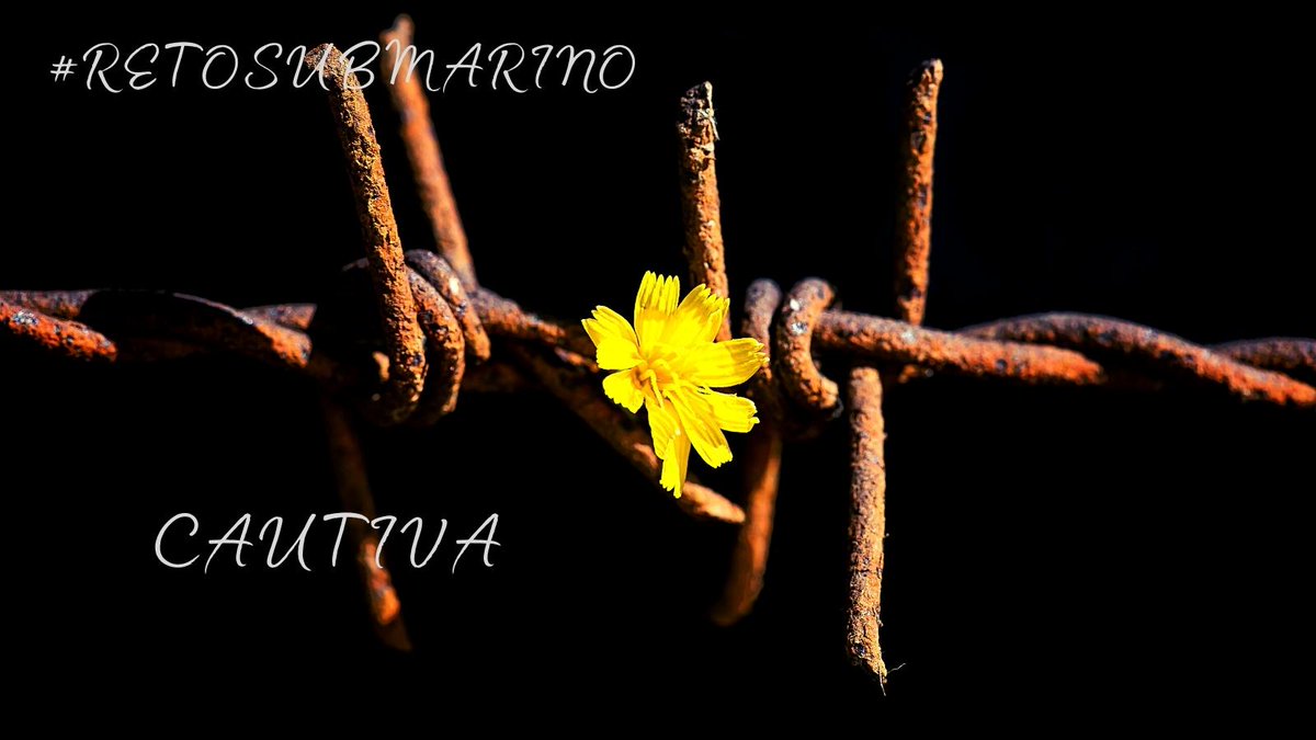 misletrasnuria1's tweet photo. @Submarinodehoj1 #RetoSubmarino
Seré inmortal pues quedo cautiva de tus heridas, como un alambre de espinas que nunca olvida, pero se disfraza con una margarita que lleva el peso de la vida.
¡Soñar, qué difícil!
Quedaré en un abismo incierto, si la injusticia es un despojo de sombra y muerte. https://t.co/C6gjJvzq78