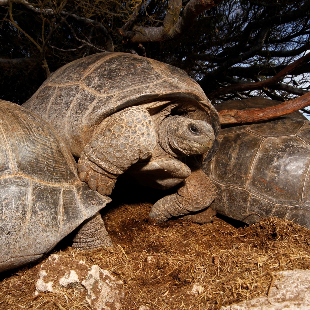 iotaseychelles's tweet photo. "Can I get some space please?" Trying to find shelter from the sun in an arduous activity for Aldabra's tortoises. Sometimes they have to force their way and their way out. #tortoisethursday #socialdistancing
Photo: @richinnature #iotaseychelles https://t.co/paNP3mqRRV