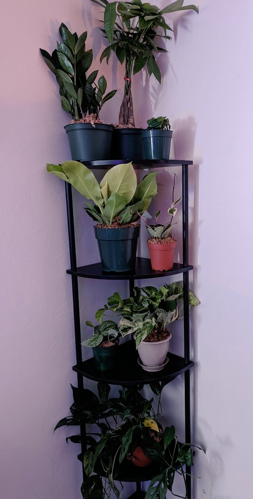 BrozBeforeFoes's tweet photo. Today's serotonin is brought to us by Bros With Hoes Plant Co. #notasponsoredad https://t.co/LdFj5YJQXB