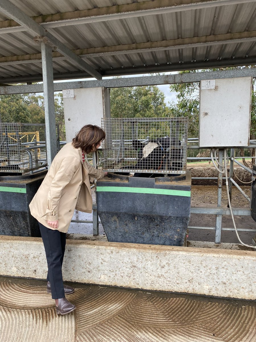 MaryAnneThomas's tweet photo. Great to visit Ellinbank SmartFarm in Gippsland to see first-hand the experiments that are testing the effectiveness of red seaweed at reducing the methane emissions of cows. This world leading research is the game changer Ag needs. #realactiononclimatechange https://t.co/9OPLBQp3q8
