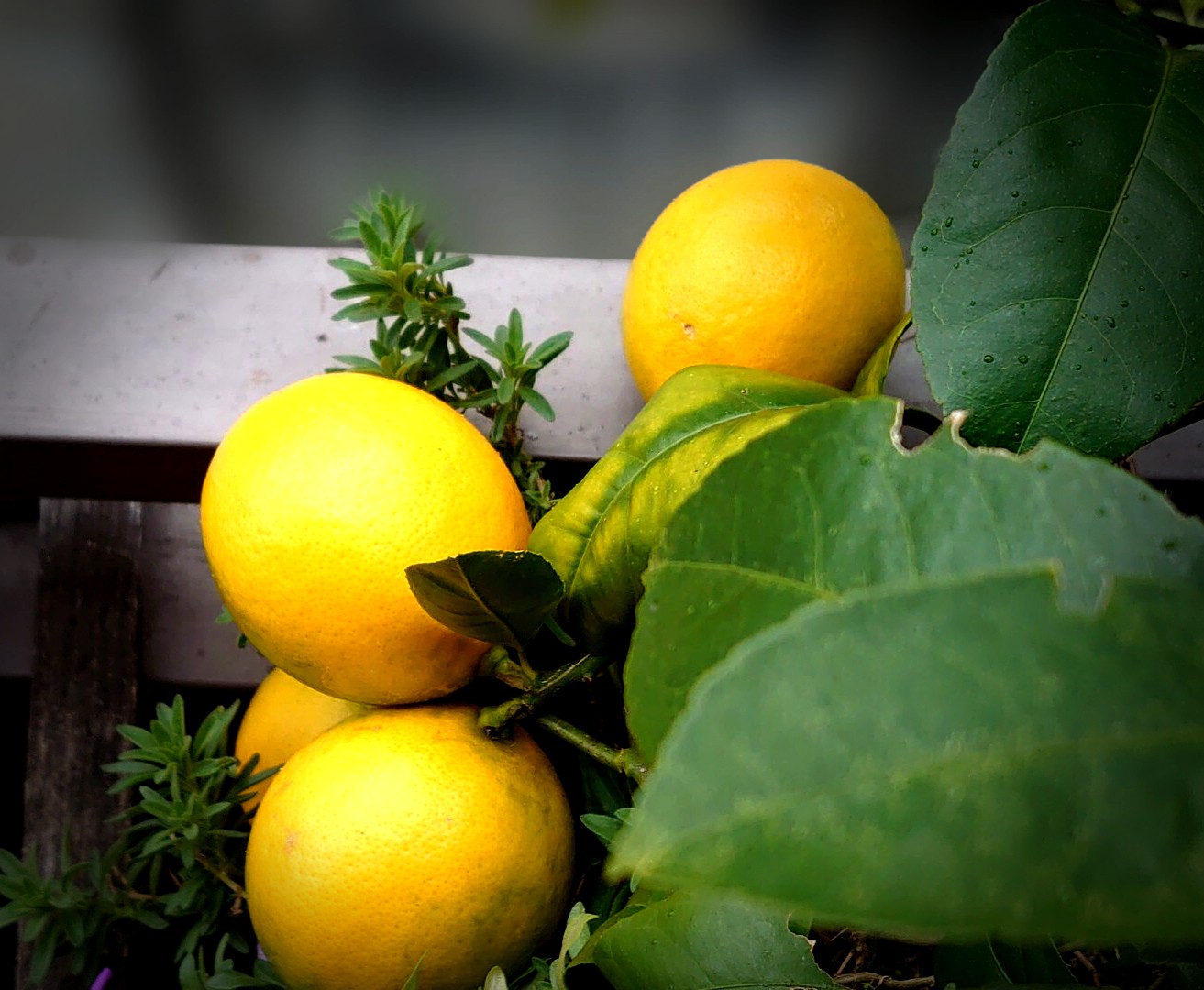 金丸淳一voiceactor Vocalist Jun Ichi Kanemaru ベランダの鉢植えレモンの木に今年もたわわに実った もう少しで収穫したら ハチミツレモンを作ろうかな T Co Nmwxveicpk Twitter