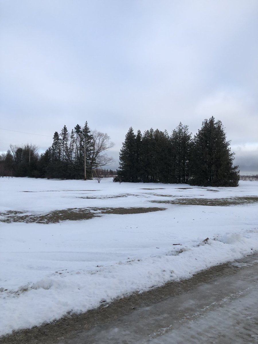 CathyDanyluk's tweet photo. #300Crew#365. Walk 338. Much nicer day today. Did my usual walk and got back before the snow started. Mild weather coming, which is lovely. https://t.co/8MU7sEqJvU
