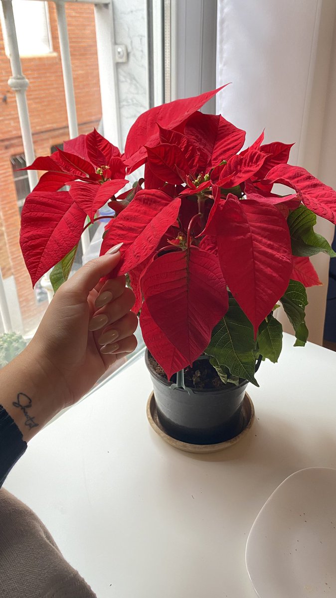 angelescats's tweet photo. Este es mi arbolito de Navidad. 

#2021 #Navidad #hogar https://t.co/76iLNOWTph