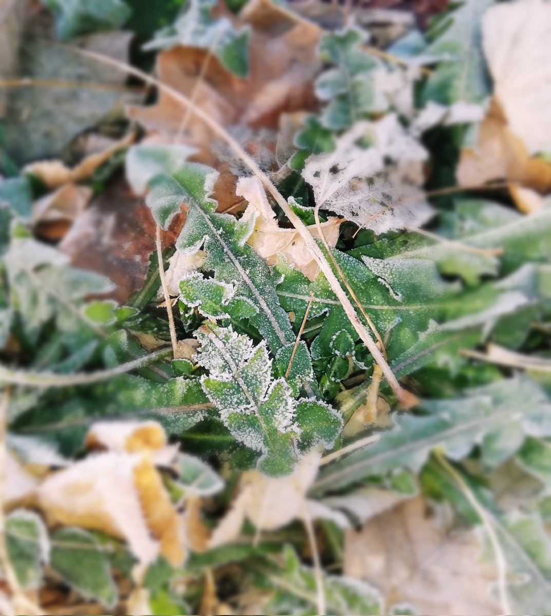 feelgoodcom's tweet image. おはようございます😊
今日もいいお天気～草花におりた霜に朝日があたってｷﾗｷﾗです✨✨✨
#札幌の朝