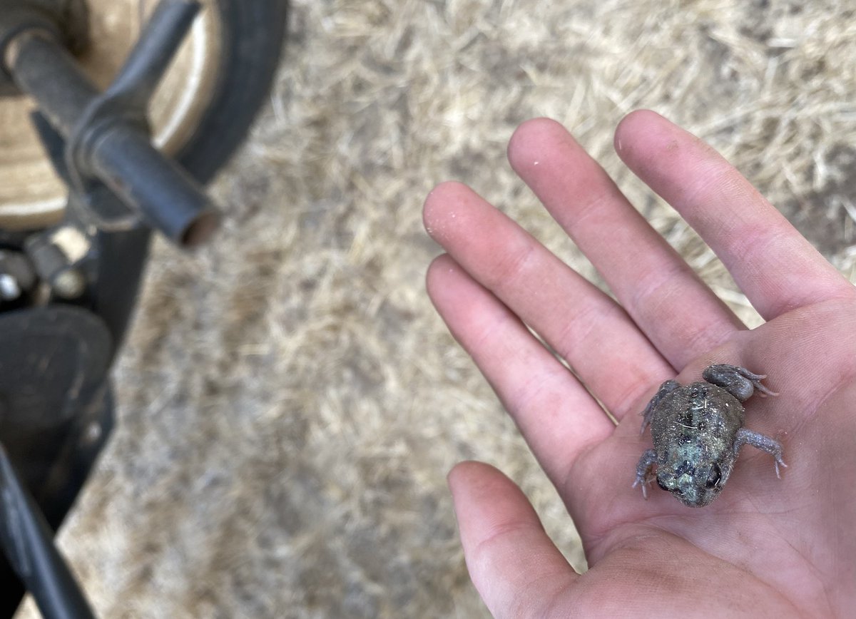 Definitely one of the strangest things I’ve found in the paddock so far this year 🤔 hope it doesn’t mean rain is coming