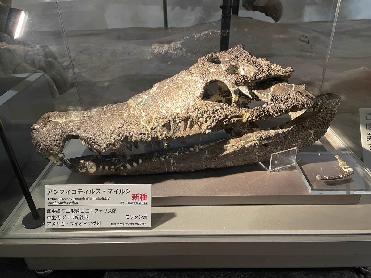 群馬県立自然史博物館（@Gunma_Shizenshi） on X: 