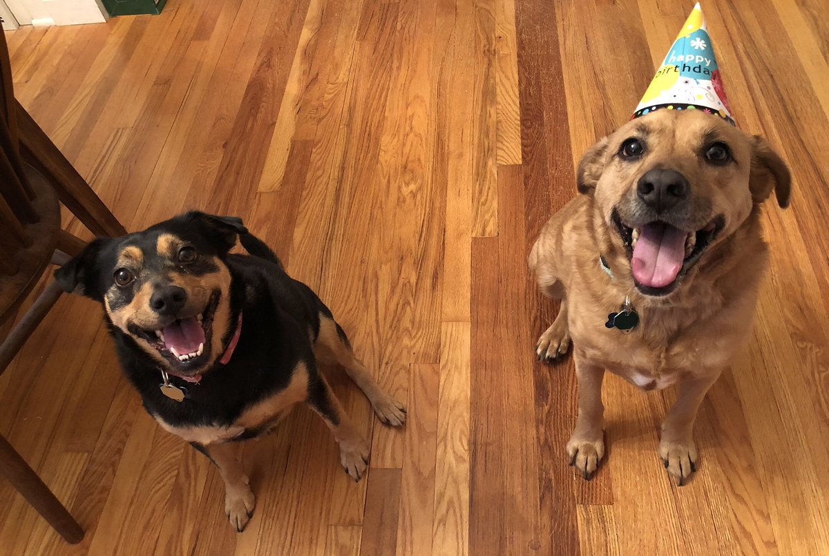 brunoward9's tweet photo. Please enjoy our mediocre pet portrait we got from donating to @SICSA 😁😁 https://t.co/Ul4WR9TBsX