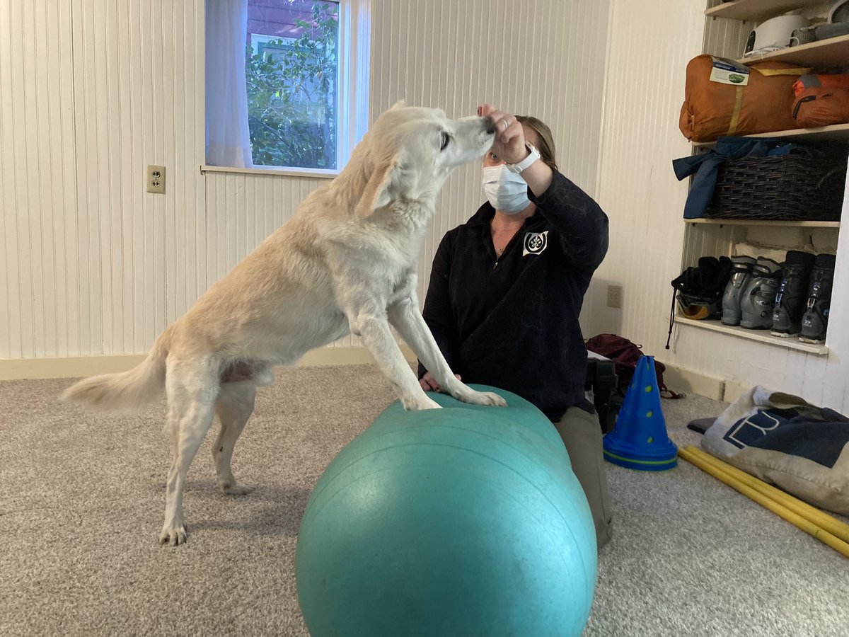 BrodyGraduate's tweet photo. Did my push-ups so I could bag some peaks and search for treats. ⛰🐶😋#southboulderpeak #dogworkout #trunktreats #workhardplayhard https://t.co/duV9Rrh7i7