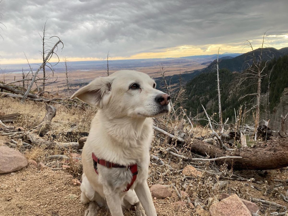 BrodyGraduate's tweet photo. Did my push-ups so I could bag some peaks and search for treats. ⛰🐶😋#southboulderpeak #dogworkout #trunktreats #workhardplayhard https://t.co/duV9Rrh7i7