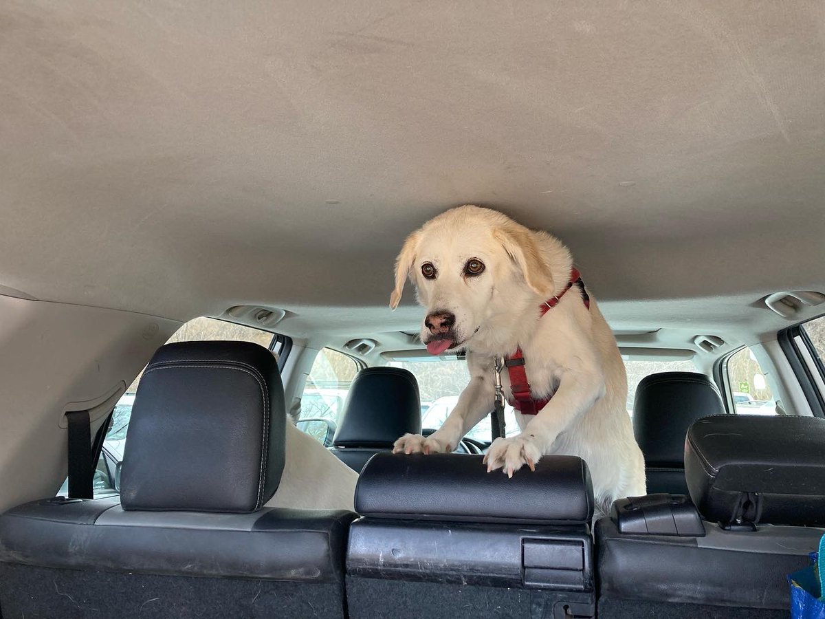 BrodyGraduate's tweet photo. Did my push-ups so I could bag some peaks and search for treats. ⛰🐶😋#southboulderpeak #dogworkout #trunktreats #workhardplayhard https://t.co/duV9Rrh7i7