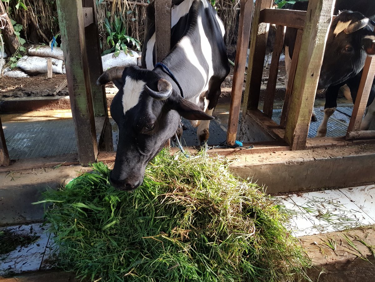 Centre for Global Food & Resources (GFAR) tweet media