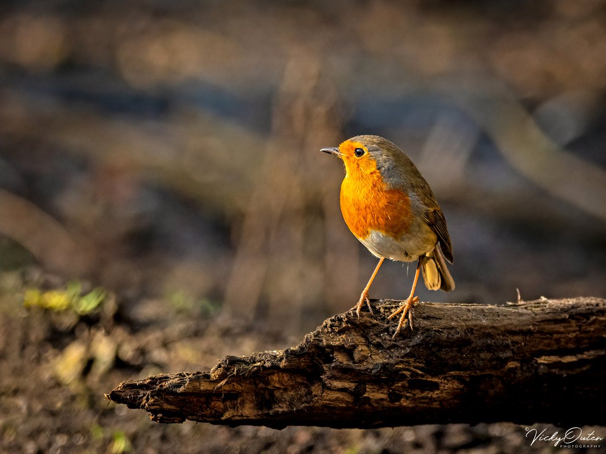 vickyoutenphoto's tweet photo. Robin

#repost #wildlife #wildlifephotography #nature #TwitterNatureCommunity #birds #NotAlone

https://t.co/sYNX75nTBc https://t.co/1sh7nfqztO