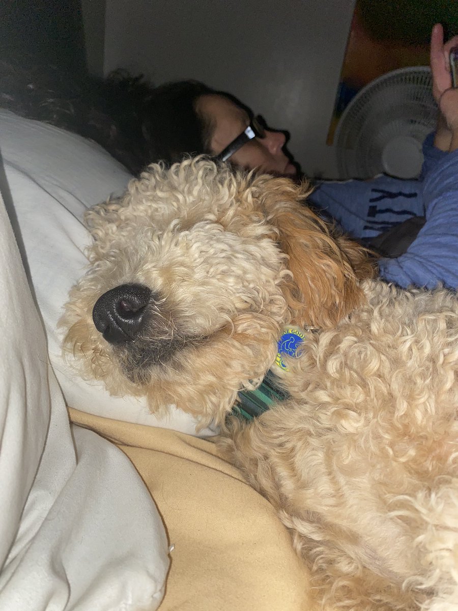 Dangerousjim13's tweet photo. Our dog Pluto getting cozy for the night. Love this little guy (and that hottie who is in the pic too) #randirocks https://t.co/a7QWfKVycS