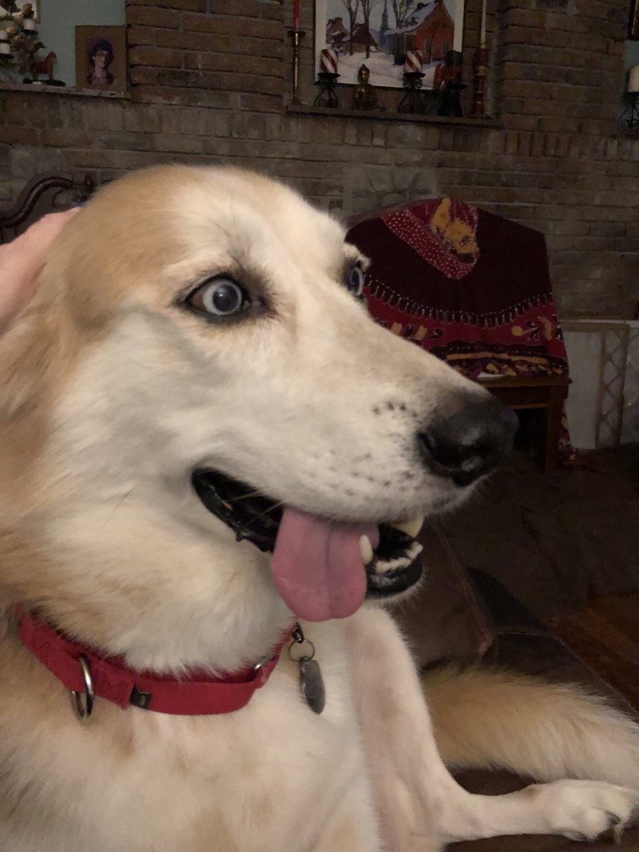 Hoomama sayz my brudder either kilt a raccoon 🦝 or rolled in something verra smelly!! 💩 She had to give him a baf at night!! Hoomama mad. 😡🤬 Me Rosie 🐶is a good girl. 🤣😂🐾❤️
#dogsoftwitter #ZSHQ.