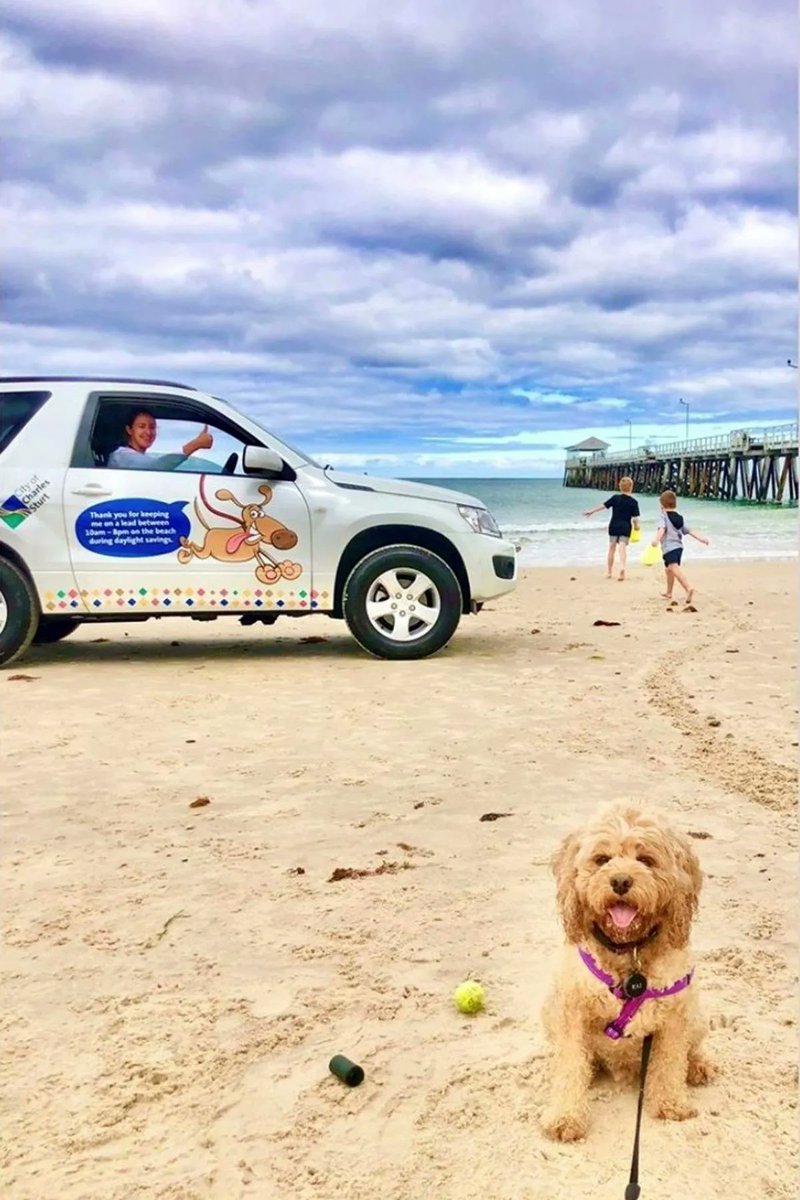 UofA_SET's tweet photo. ๐ Heading to the #beach this weekend?
@UniofAdelaide animal behaviour expert @petedwards101 provides advice on how to enjoy a safe & enjoyable #beachwalk with your #dog this #summer - https://t.co/lwXVu4L8pe
#UAMakeHistory #petsofcharlessturt #dogsatthebeach #dogbeach #dogwalk https://t.co/blnT4TzvAV
