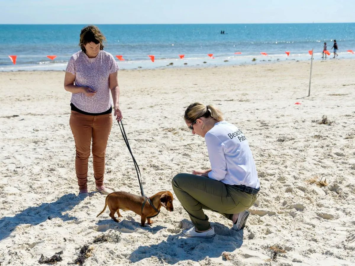 UofA_SET's tweet photo. ๐ Heading to the #beach this weekend?
@UniofAdelaide animal behaviour expert @petedwards101 provides advice on how to enjoy a safe & enjoyable #beachwalk with your #dog this #summer - https://t.co/lwXVu4L8pe
#UAMakeHistory #petsofcharlessturt #dogsatthebeach #dogbeach #dogwalk https://t.co/blnT4TzvAV