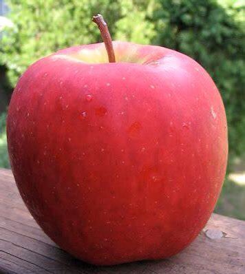 kemu808's tweet photo. #MyAgeWithoutNumbers

THIS was what we meant when we said "apple." https://t.co/J8h1UB5Lms