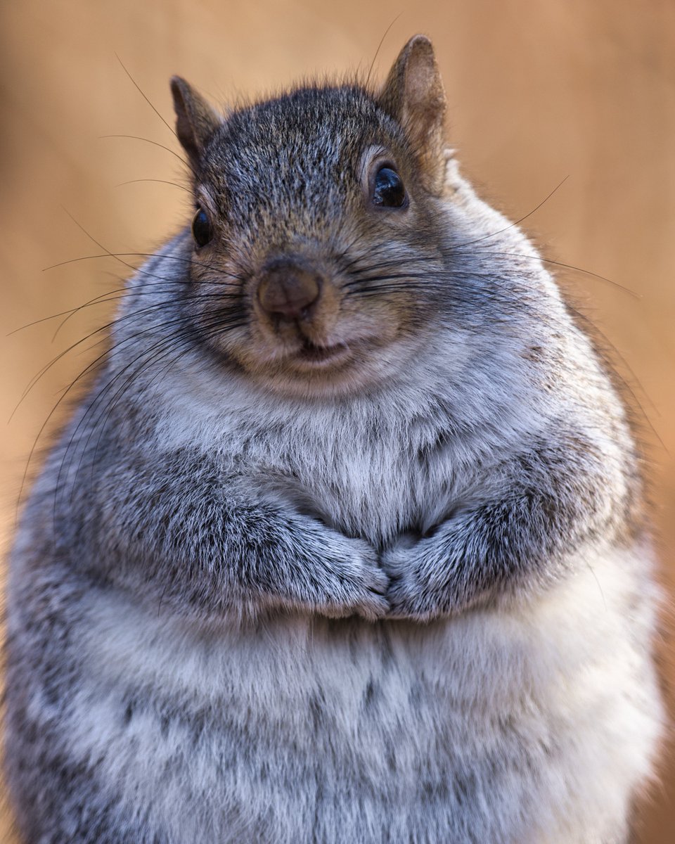 A rather chonky squirrel in the North Woods.

#fatsquirrel #squirrel #greysquirrel #mammals #smallmammals #nature #wildlife #northwoods #centralpark #nycparks #shotoncanon #luminarai #sigmaphoto