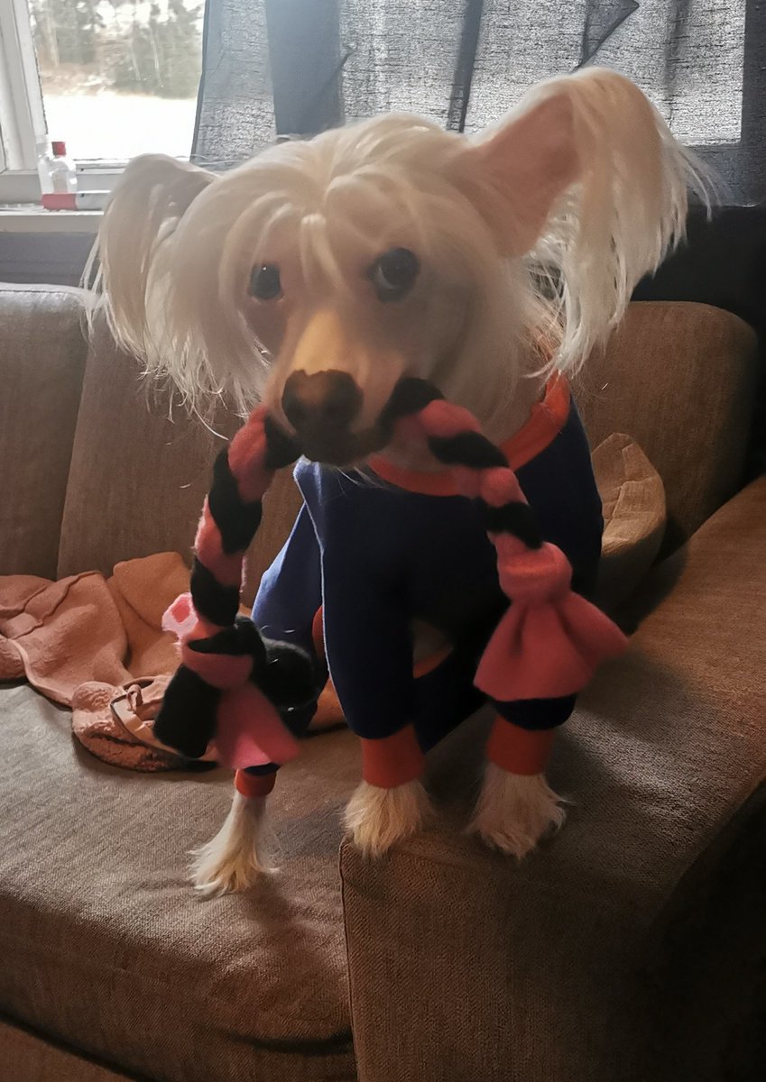 TheTiger85's tweet photo. The last few weeks I've been busy keeping this lad occupied. My little baby boy is getting big 😍 already 2 years and we can't wait to get back home to Sweden to the others and celebrate Christmas.

#dogsoftwitter #dogoftheday #hairlessdog #teamB42dog https://t.co/HhvUPZQ60l