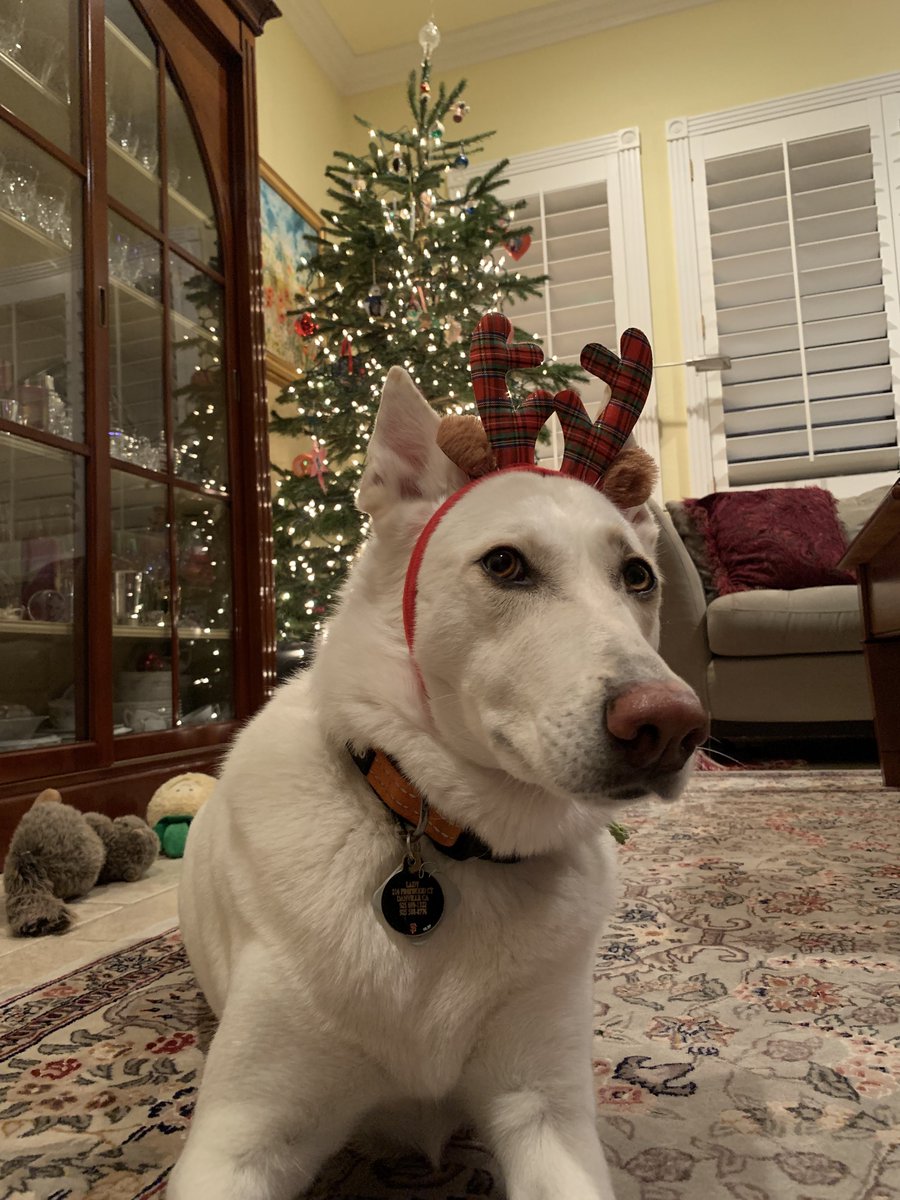 almosttoobasic's tweet photo. @dog_rates am also looking for reindeer tryouts please report back moose -lady https://t.co/PSWMX4Xp0v