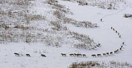 neuromarts's tweet photo. Today’s news brought to you by Nû.

Throw me to the wolves &amp;
I'll return (following) the pack (from behind).

Adapted-Unknown

#Globalflutter #GlobalGoals

https://t.co/Hl02PRJcer https://t.co/AEbT1ViyzY