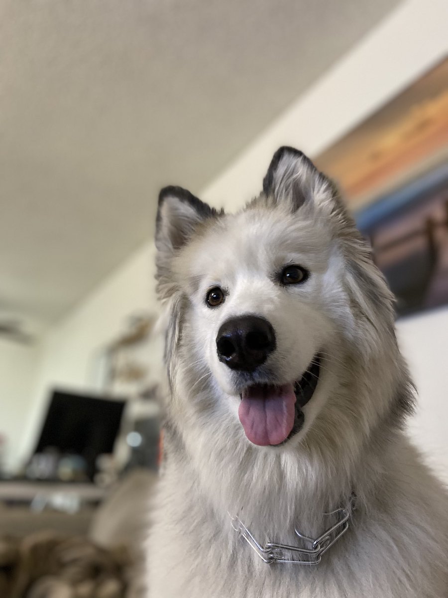 chomakk's tweet photo. everyday this past week I’ve taken a nap around 7pm and when I wake up, Mila is also napping 🥺 she’s like “oh mom naps = me naps” anyways here’s some pics of bear https://t.co/OFa0ouwOpE
