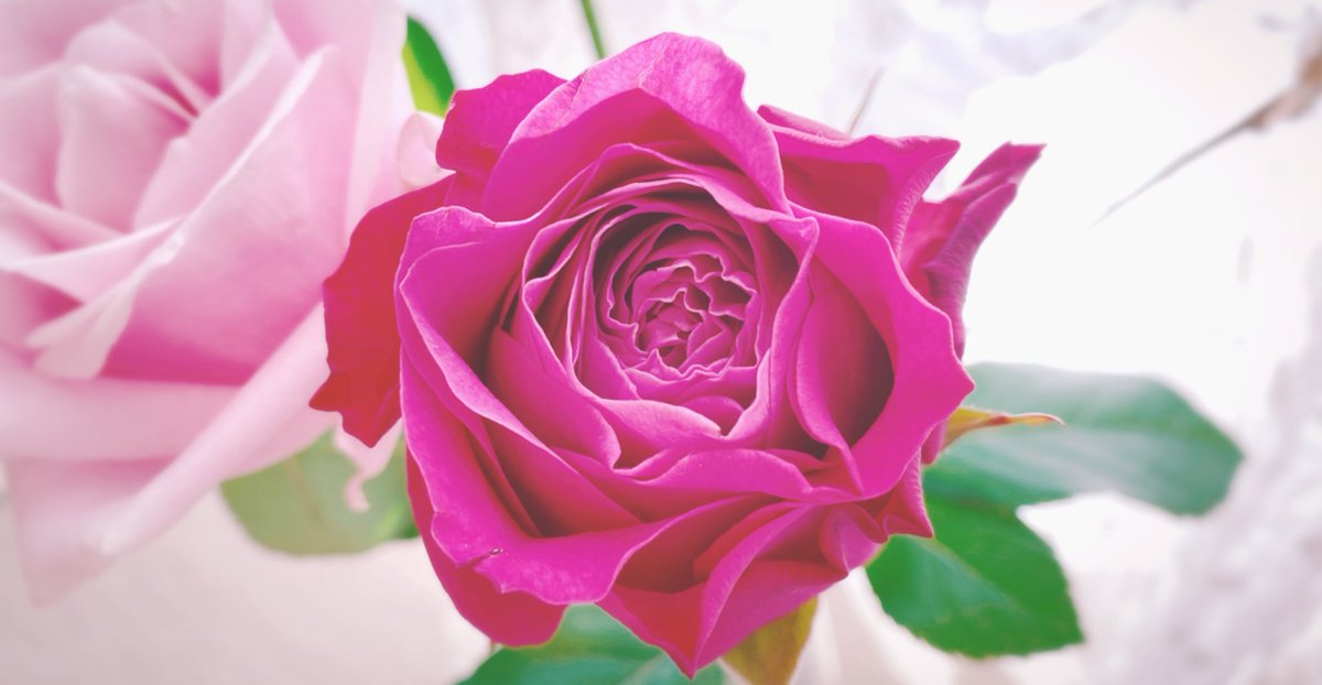 ecarlate_flora's tweet photo. 数えきれない失敗を
無造作に転がしたままにしておくから辛い

それはただの
大切なものが壊れてしまった
瓦礫の山に見えるから

その中に蹲り
埋もれている人が、辛い

ならばどうやって
その辛さから抜けるのか https://t.co/MloYnbkmBo