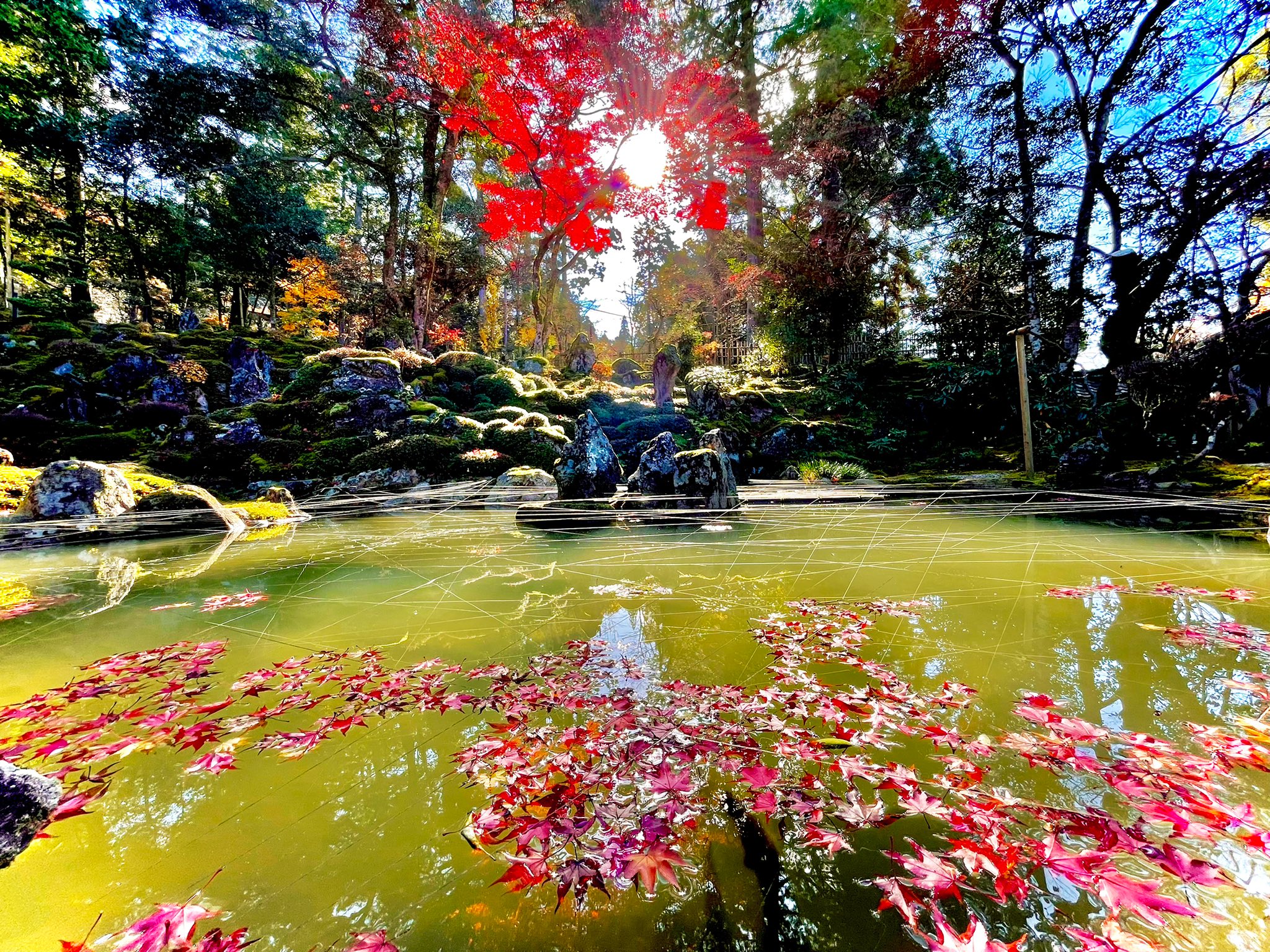 湖東三山 苔の寺 西明寺 木漏れ日と蓬莱庭の池 水面に赤もみじの浮足場が出来ております 日本 滋賀県 寺 湖東三山 西明寺 名勝庭園 蓬莱庭 庭園 池 風景 景色 自然 晴れ 木漏れ日 陽射し もみじ 赤もみじ 紅葉 T Co