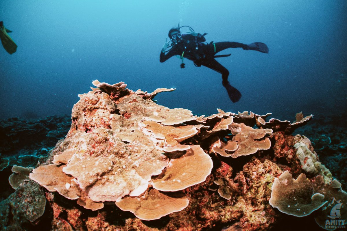 assoonasisaw's tweet photo. 🤿 Scuba Diving : จากใจคนกลัวทะเล+น้ำลึก เพิ่งเรียนจบคอร์ส Open Water มาหมาดๆ สนุกมากกกแนะนำเลย 🏝 Amity Diving Club ภูเก็ต ครูเฟรนลี่ สอนสนุก โครตชิล ถ่ายรูปสวยๆให้ด้วย อุปกรณ์ที่ให้ใช้คือพรีเมียมอย่างดี ลงน้ำครั้งแรกละมันอุ่นใจ แนะนำมากๆ อาหารบนเรือก็เลิศ! 💙 #ReviewThailand https://t.co/Wh0gpfbO08