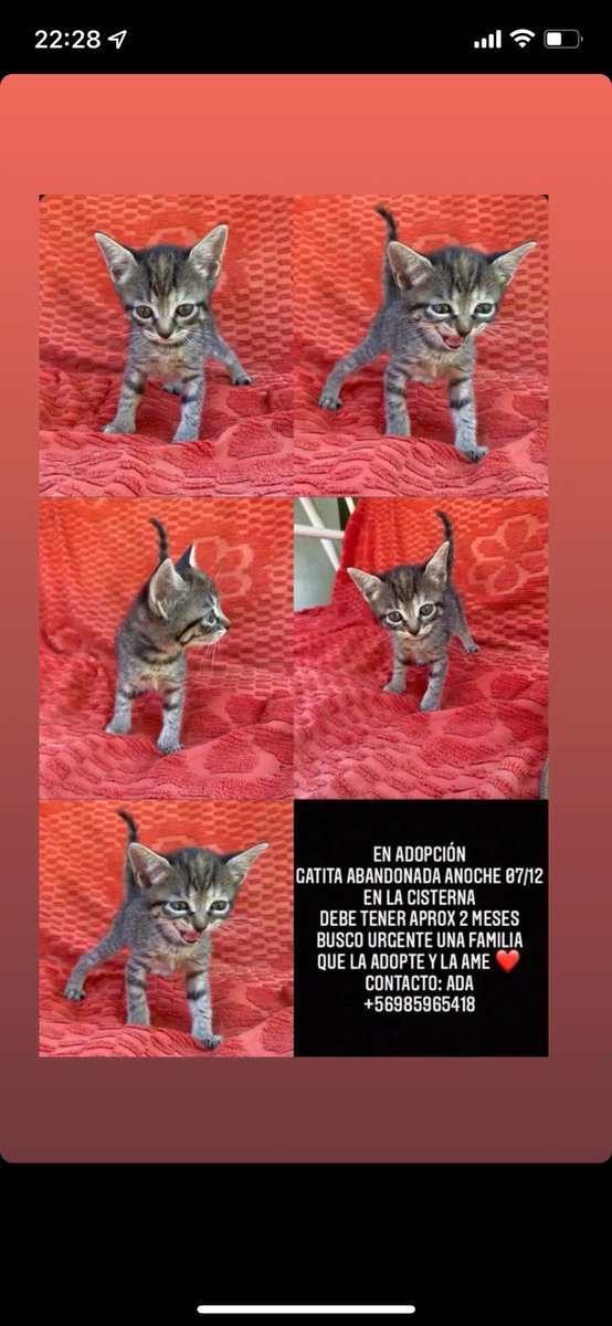 clubgaterogrupo's tweet photo. https://t.co/mwl2U0liO3