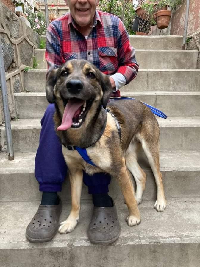 AnimalParaiso's tweet photo. El buen Rudolph busca hogar, es un joven perrito muy amoroso e inteligente, sin embargo la vida lo ha tratado mal, dos veces abandonado y él sólo busca cariño, se lleva bien con todo el mundo.

Ojalá alguien le de la oportunidad de su vida. Contacto al cel. +56956053994. #Valpo https://t.co/iMaikuX5eO