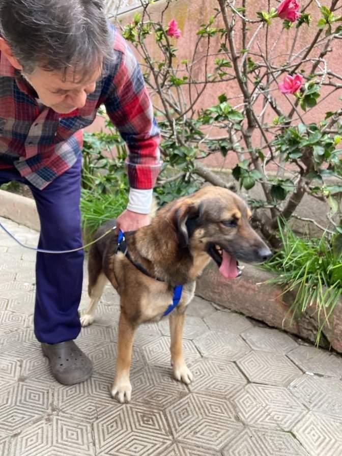 AnimalParaiso's tweet photo. El buen Rudolph busca hogar, es un joven perrito muy amoroso e inteligente, sin embargo la vida lo ha tratado mal, dos veces abandonado y él sólo busca cariño, se lleva bien con todo el mundo.

Ojalá alguien le de la oportunidad de su vida. Contacto al cel. +56956053994. #Valpo https://t.co/iMaikuX5eO