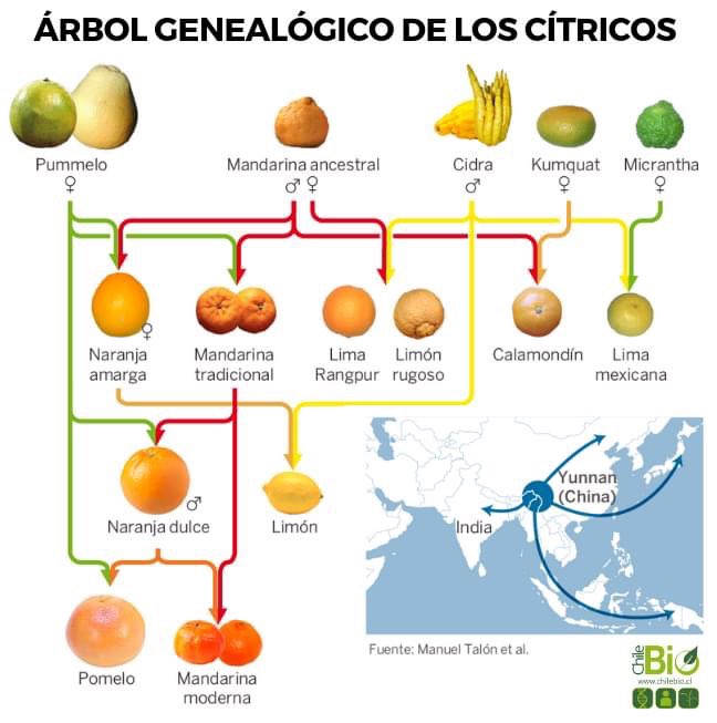 raulgiadans's tweet photo. #MejoramientoGenético en los cítricos, los cuales están con nosotros desde hace 8 millones de años, Recuerden tomas sus vitaminas C en esta temporada. #Cítricos #FamiliaDeCítricos #MejoramientoAntePlagas https://t.co/SXoHyjJAT1
