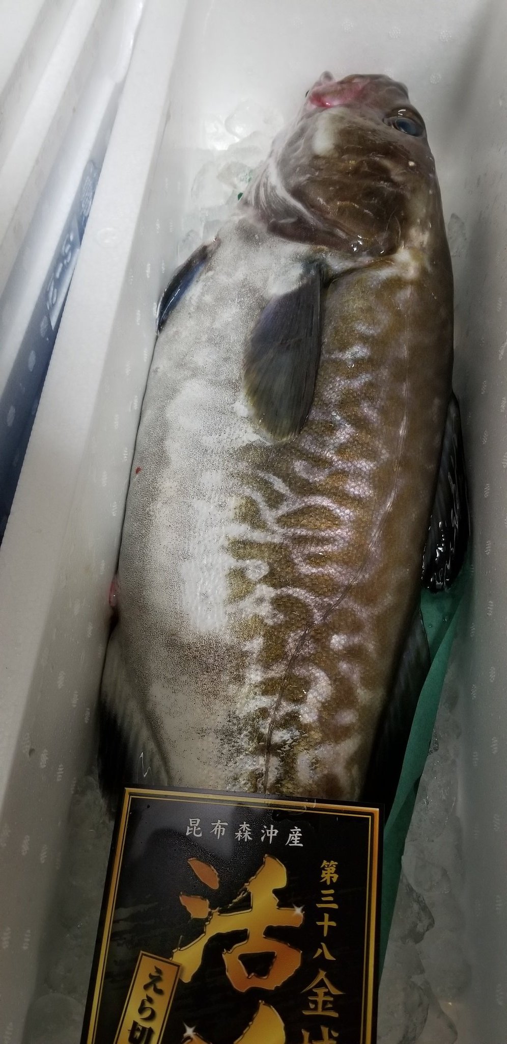 ジーコ Sgギター お魚クイズ このお魚の名前 簡単です とオスかメスかどちらか分かりますか T Co Mclvxu3jm0 Twitter
