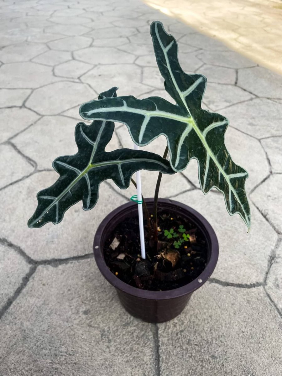 PAphisara's tweet photo. 🪴 𝗔𝗹𝗼𝗰𝗮𝘀𝗶𝗮 𝗦𝗮𝗻𝗱𝗲𝗿𝗶𝗮𝗻𝗮 “𝗡𝗼𝗯𝗶𝗹𝗶𝘀”
Nobilis เป็นไม��ที่เจริญเ��ิบโตได้ช้า และขยายพันธุ์ยากกว่าต้นไม้ปกติ
📍ต้นละ 4500 บาท รวมกระถางแบบในรูปนะคะ 

📦 ค่าส่ง ems 200 บาท
🚗 กทม ส่ง แกรบ ตามระยะทาง นะคะ

#กระถางมินิมอล #ต้นไม้ฟอกอากาศ #nobilis https://t.co/3HVEikIdMl