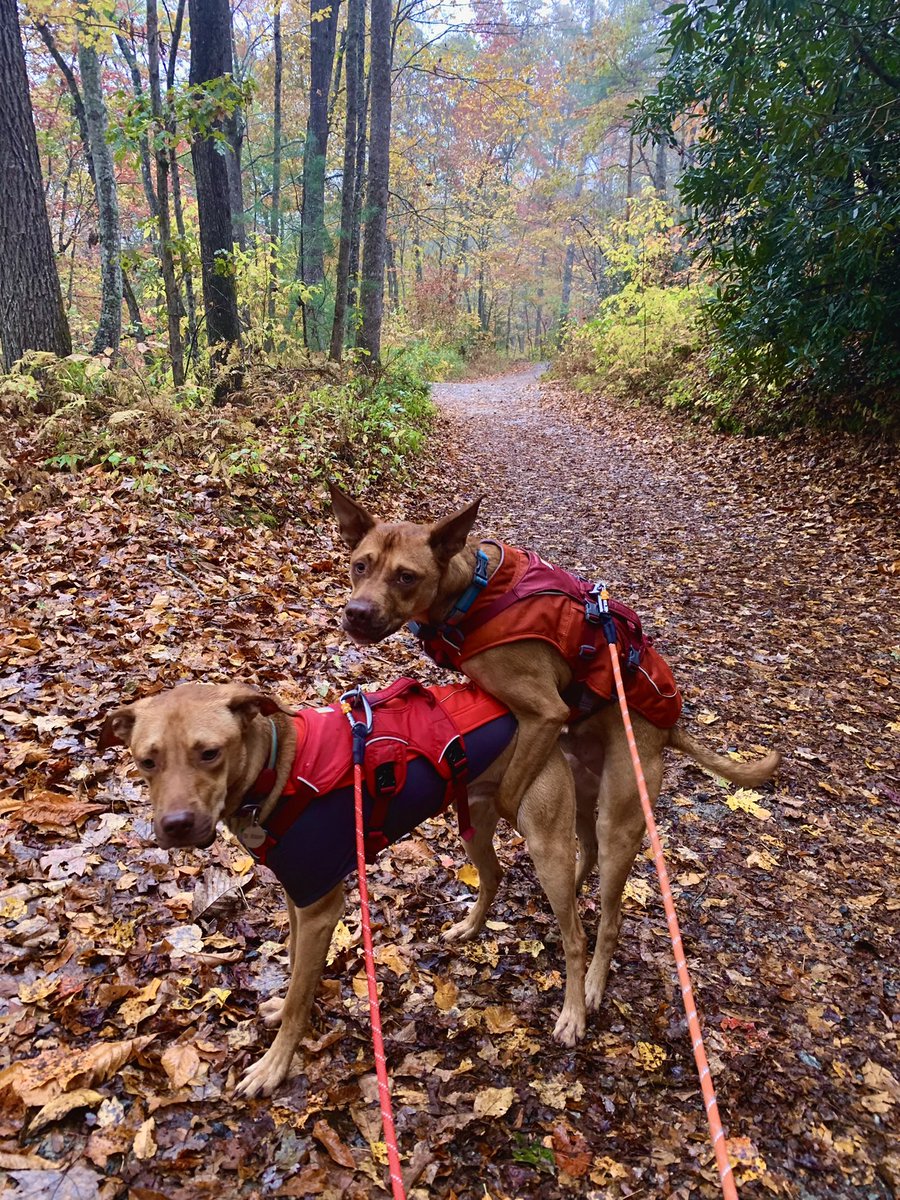 SIadevaia's tweet photo. @matthewjennings Obi and his brother, Dr. Watson…on a hike https://t.co/vcL5EeHFE6