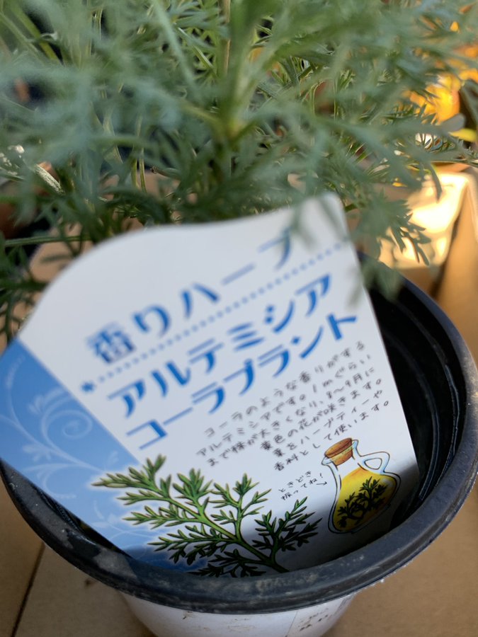 1日の疲れを癒すコーラの香り Berry Sun ベリーさんのブログ