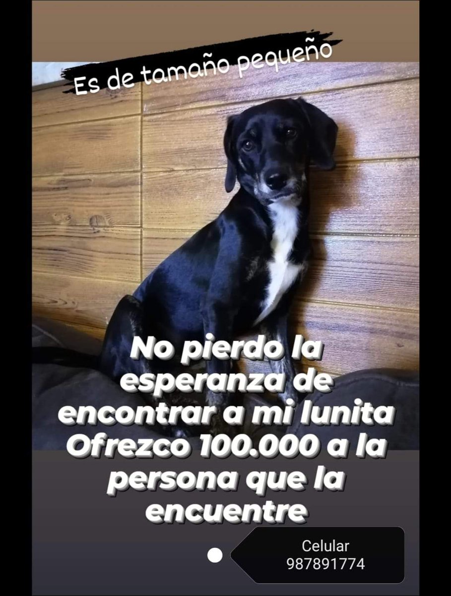 callejeritosDLV's tweet photo. #extraviadosensantiago #quilicura https://t.co/kWngeRFCbW
