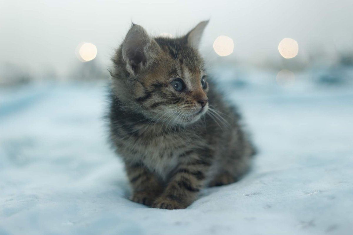 AnimalParaiso's tweet photo. Bellísima gatita romanita de un mes de edad en adopción, es amorosa y juguetona. Interesado en darle un hogar favor contactar directamente al teléfono o WhatsApp +56999114532. #Viña https://t.co/RxrgSjLGyR