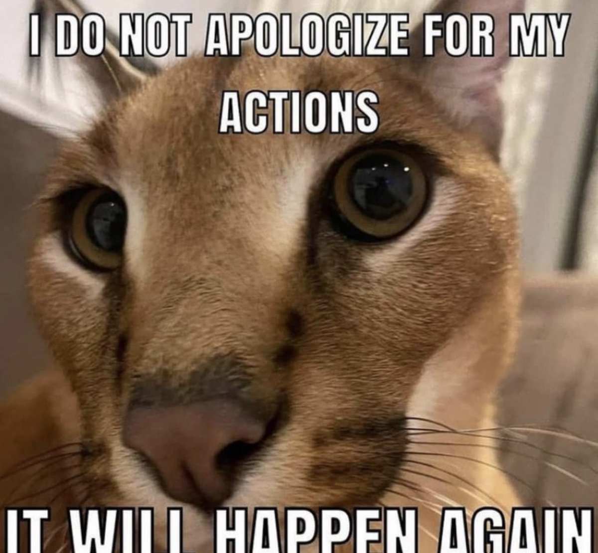 BALDIEBIHS's tweet image. 